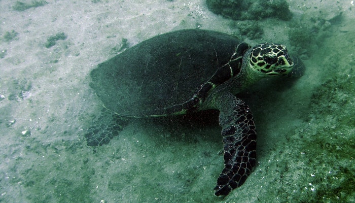 Pacific Ocean Scuba Diving In Costa Rica - centralamerica.com